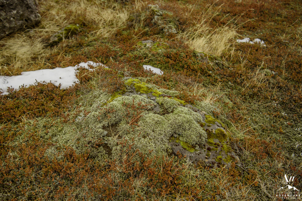 Closeup of Moss in Iceland