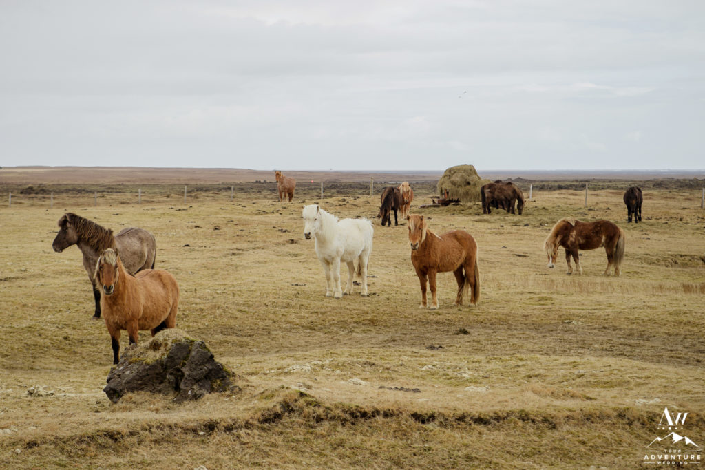 Iceland Horses in a pasture in Aprilf