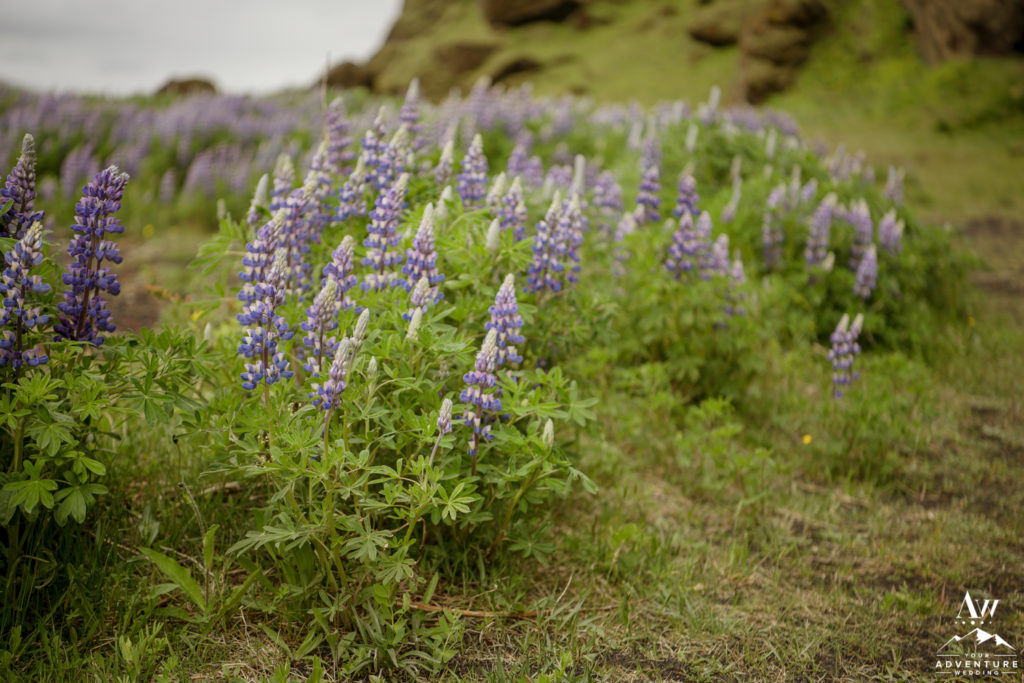 Lupines in Iceland on Iceland Wedding Day