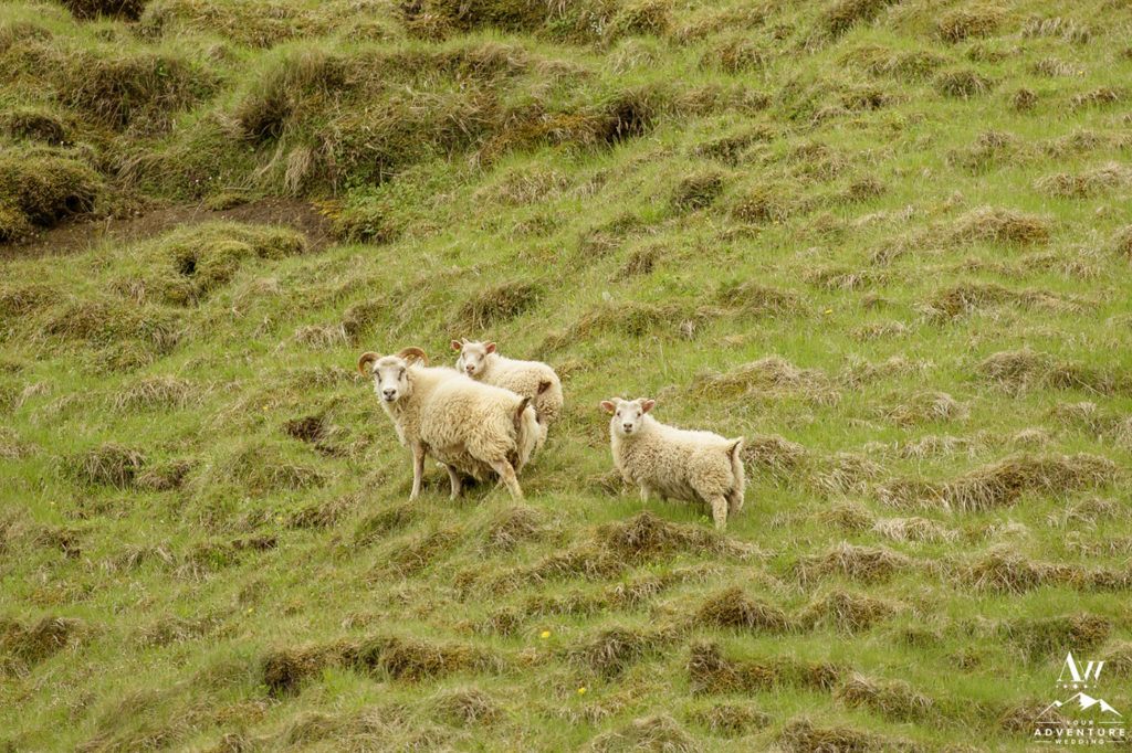 Vik Iceland Wedding Sheep and Lambs