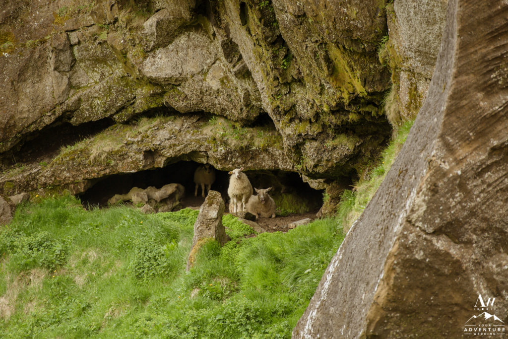 Icelandic Sheep hiding in a cave during wedding adventure