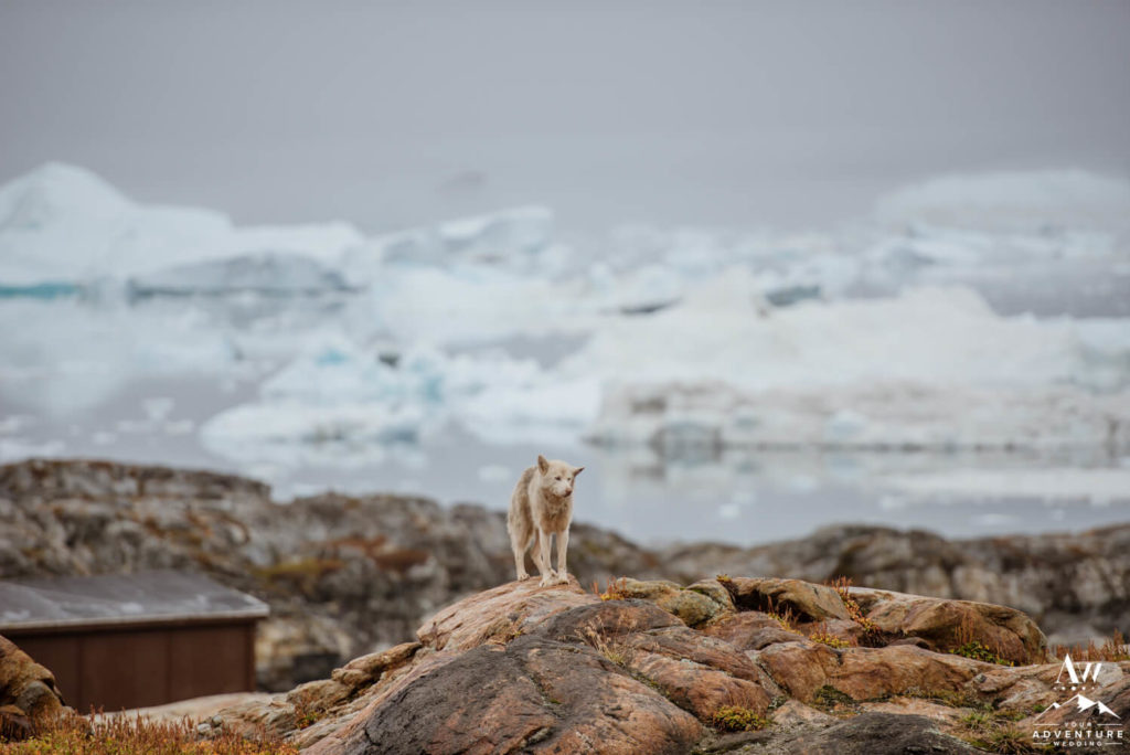 Sled Dog in Greenland