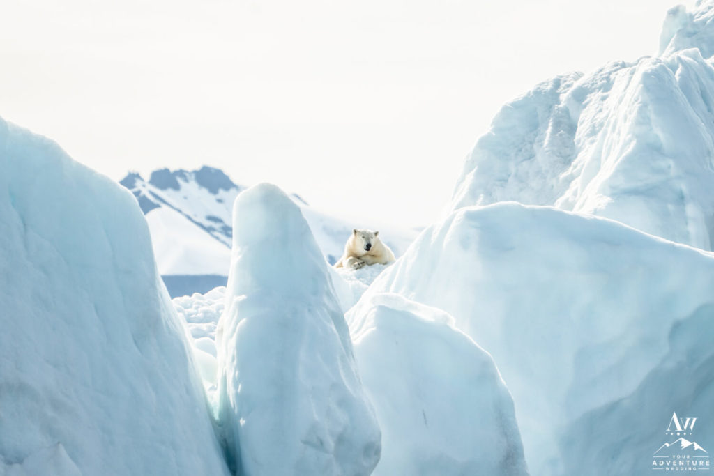 Polar Bear in Svalbard