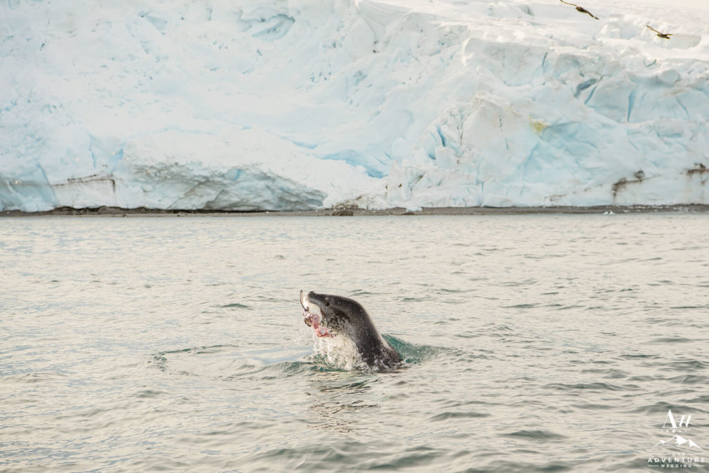 Leopard Seal Eating a Fish