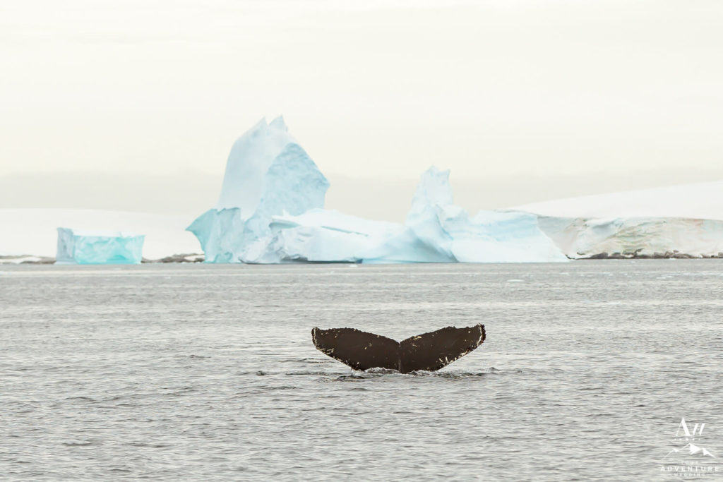 Whale Tail in Antarctica with Icebergs