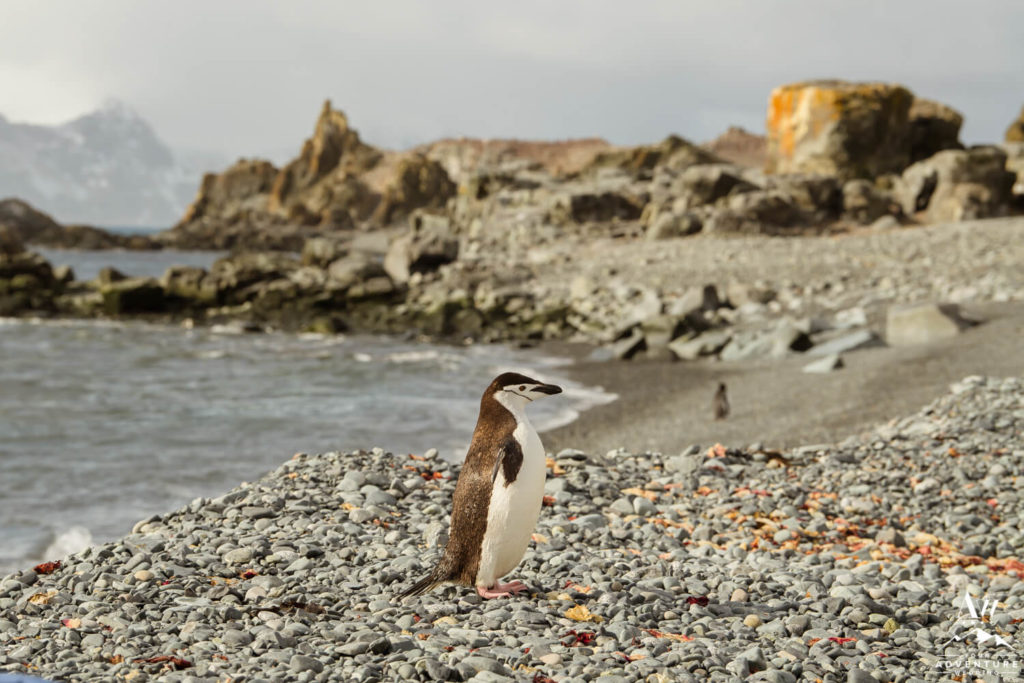 Chinstrap Penguin in Antarctica