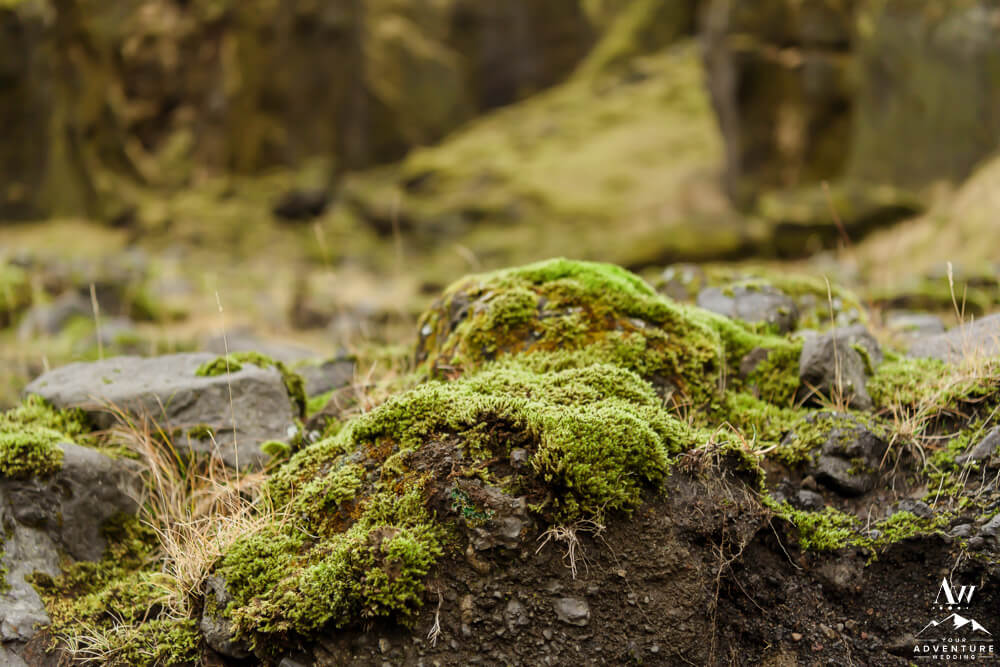 Close up of Icelandic Moss