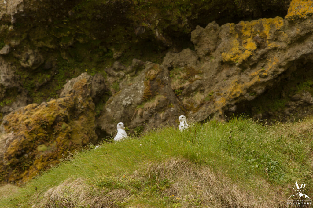 Birds inside Loftsalahellir Cave in South Iceland